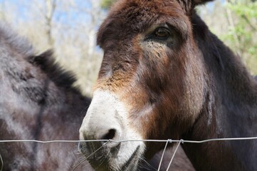 a donkey in the field on a sunny spring day in the mountains of Vizcaya, Basque Country