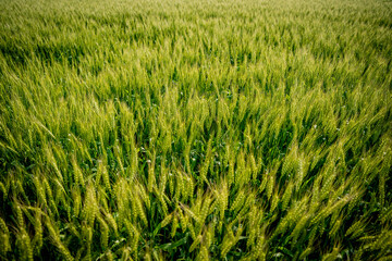 佐賀平野の麦畑