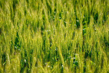 佐賀平野の麦畑