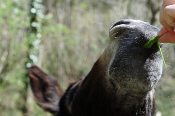 a donkey eating grass in the field on a sunny spring day


