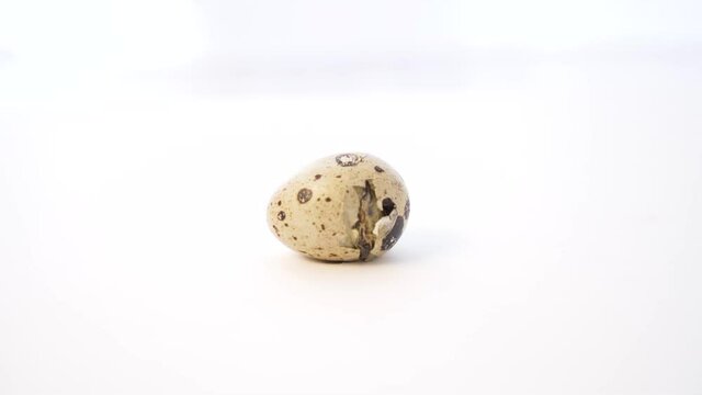 Newborn quail egg on white background. Chick hatching out its egg. The birth of a new little life