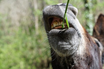 a donkey eating grass in the field on a sunny spring day


