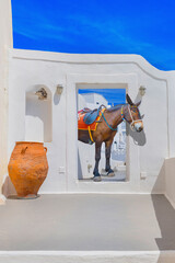 Greece Santorini island in Cyclades donkeys of the islands are used to transport tourists in summer...
