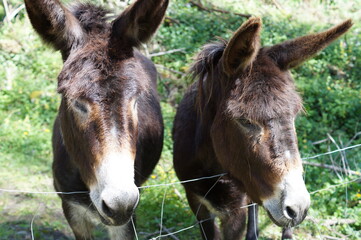 a donkey in the field on a sunny spring day in the mountains of Vizcaya, Basque Country