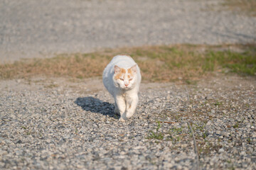 Fototapeta premium 歩く猫