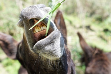 a donkey eating grass in the field on a sunny spring day


