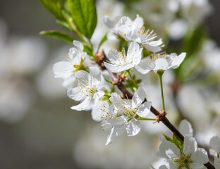 White flowers on a fruit tree on nature