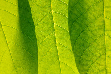 Close up of green leaf as background.