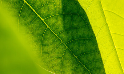 Close up of green leaf as background.