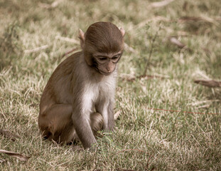 Portrait of a monkey in the park