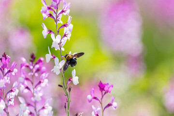 花に寄って来る蜂　熊蜂
