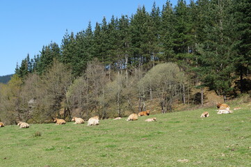several cows lying in the grass on a sunny summer day in the mountains of the Basque Country, Spain