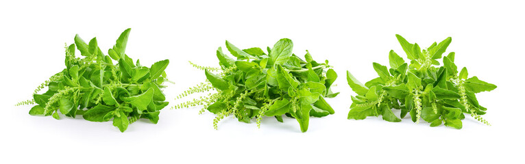 Holy Basil,Ocimum sanctum isolate on white