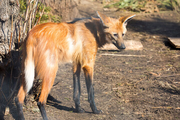 Maned wolf, male. It is a predatory mammal. In Greek, its name means 