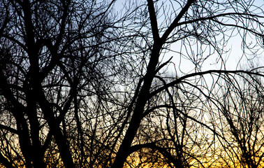 Bare branches of a tree at sunset.