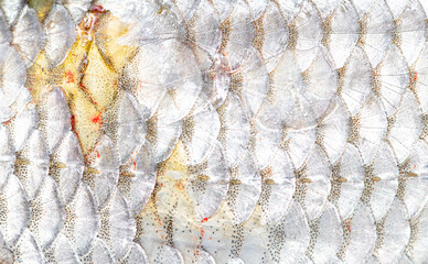 Scales on the fish as a background.