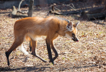 Maned wolf, male. It is a predatory mammal. In Greek, its name means 