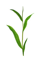 tea branch with leaves drawn by hand in gouache and isolated on white