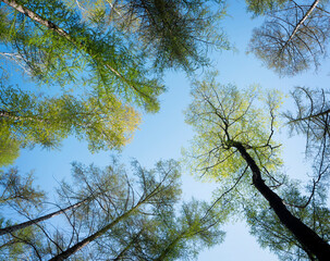 birch and larch trees with fresh spring leaves against blue sky