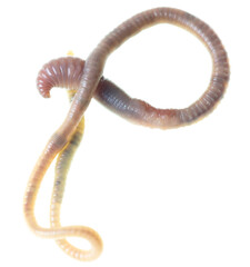 Earthworm on a white background.
