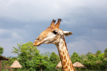 A close-up picture of a giraffe on the farm. There are tourists to feed and are about to come and...