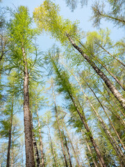 birch and larch trees with fresh spring leaves against blue sky
