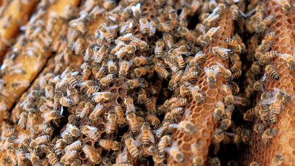 Close up of working bees on honey cells in a beehive. honeycomb Bees in teamwork turn nectar into honey. Bees Pollinating in the Golan heights Israel. Close up of bees colony working and flying around