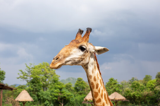 A close-up picture of a giraffe on the farm. There are tourists to feed and are about to come and eat carrots.