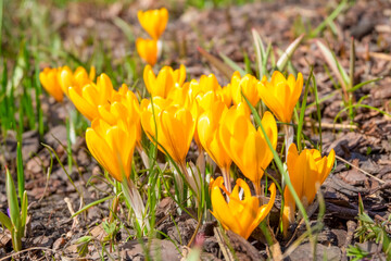 Beautiful delicate spring primroses yellow crocuses saffron bloom in the flowerbed. Selective focus.