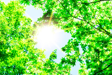 日光が降り注ぐ森林