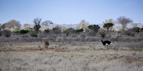 landscape with ostrich and oryx