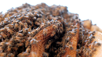 A swarm of bees on honey cells in a  honeycomb in a beehive. Bees turn nectar into honey. Pollinating flowers in the Golan heights Israel. Close up of bees colony working and flying around in teamwork