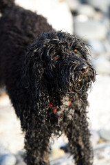 Dog on a beach is sandy and is wet from playing in the sea