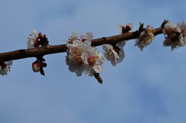 Apricot tree flowers. Spring white flowers on a tree branch. Apricot tree in bloom.