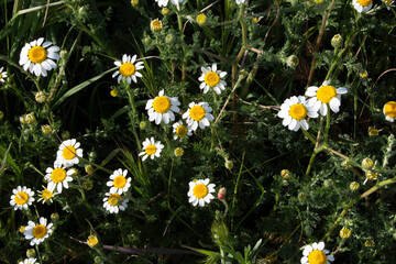 Margaritas silvestres en primavera