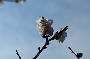 Apricot tree flowers. Spring white flowers on a tree branch. Apricot tree in bloom.