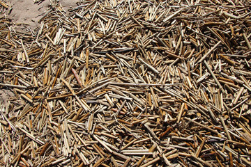 Dry stems of last year's grass on a sand of a beach in early spring for a natural background