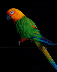 Parrot