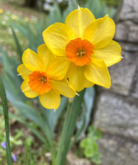 yellow daffodil flower