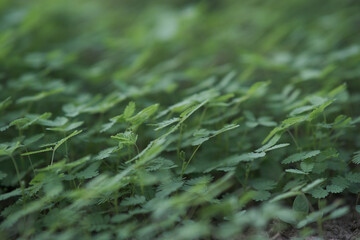 Beautiful little green grass background picture Coexist densely on the ground