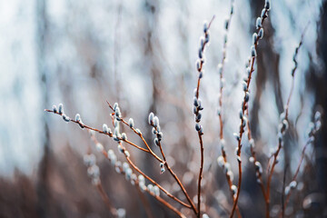 Beautiful thin branches with fluffy willow buds on a sunny spring day. April. Nature. Palm Sunday.