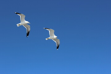 seagulls in flight
