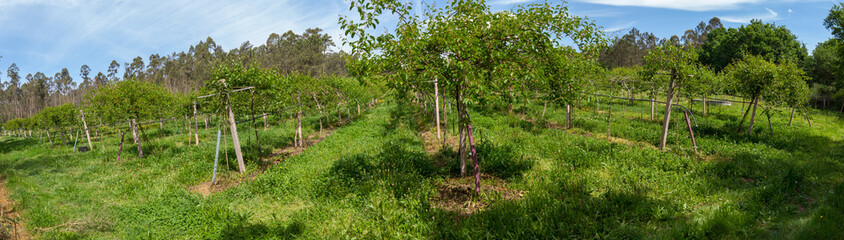Fototapeta na wymiar Panoramic view of agriculture in Antas, Esposende, Portugal. Agricultural field. Kiwi farm.