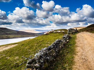 Swaledale sheep eating at the side of a reservoir with mountains in the background. Scar House. Nidderdale. Yorkshire Dales National Park © James Elkington