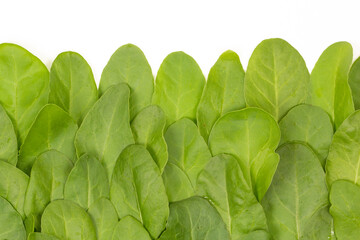 baby spinach leaves on white stock photo