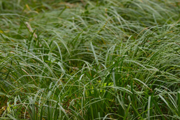 Forest grass, vegetative background.