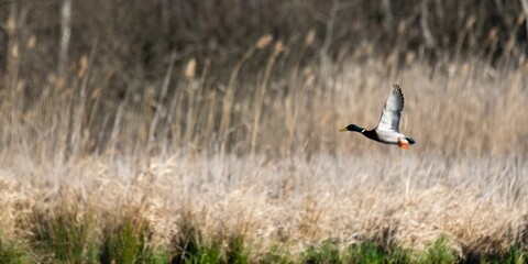 Flight of mallard duck in the wild