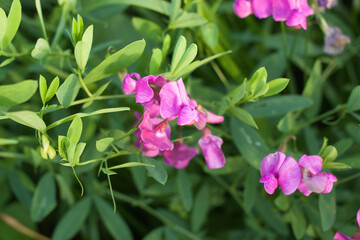 pink flowers of meadow pea (Lathyrus tuberosus) in a summer meadow, selective focus