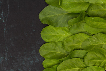 Close up of fresh green spinach