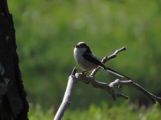 Long-tailed tit (Aegithalos caudatus) perched on a tree branch in front of it's nest with nesting material in it's beak.